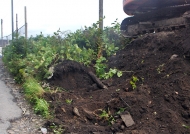 excavation of an area infested by Knotweed