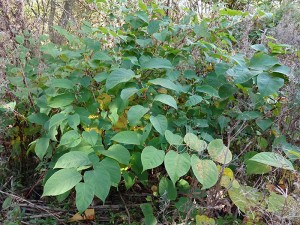 Japanese Knotweed growing in hedgerow in Bury, Greater Manchester