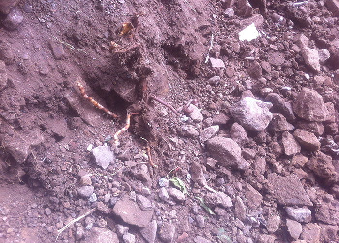 Root excavation