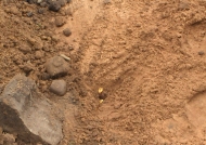 root excavation
