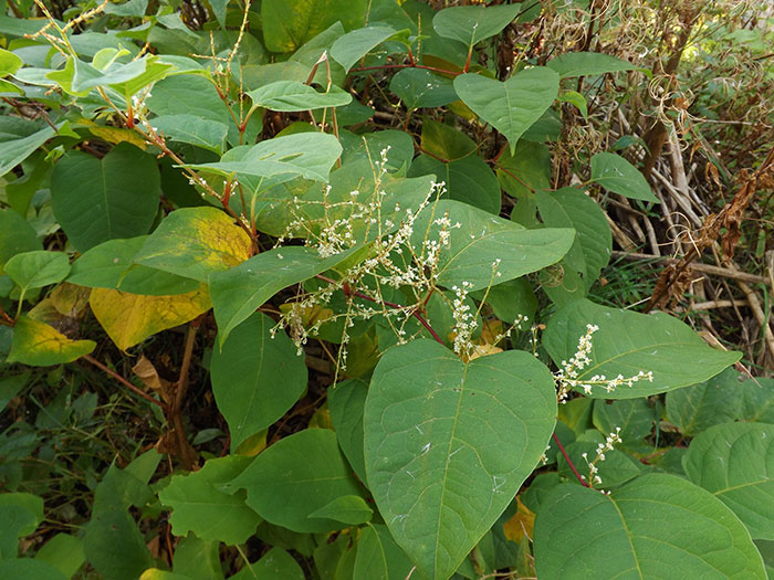 Japanese Knotweed in Lancashire hedgerow, before removal and treatment